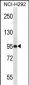 PAPOLG Antibody (C-term)